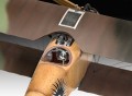 04973_d02_albatros_d_iii.jpg